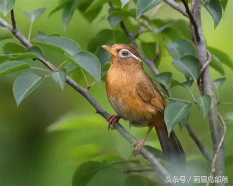 嚇死鳥|畫眉鳥為何猝死